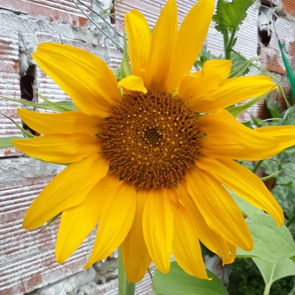 Flor de girasol