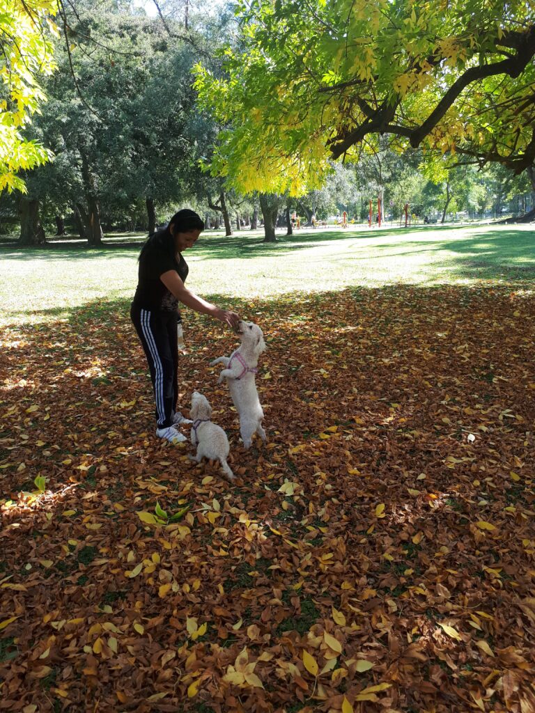 paseo en el bosque con las perras