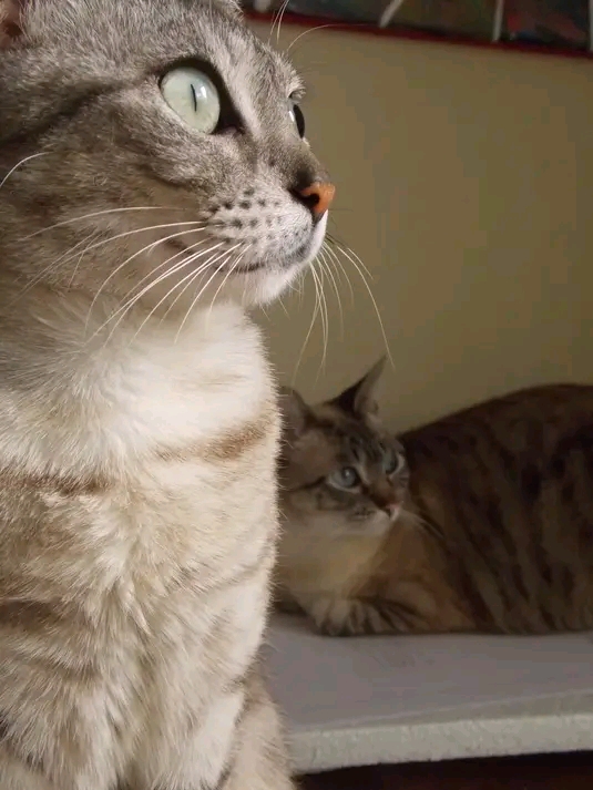 Dos gatas mirando