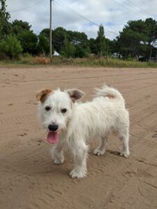 Perro raza Jack Russel 