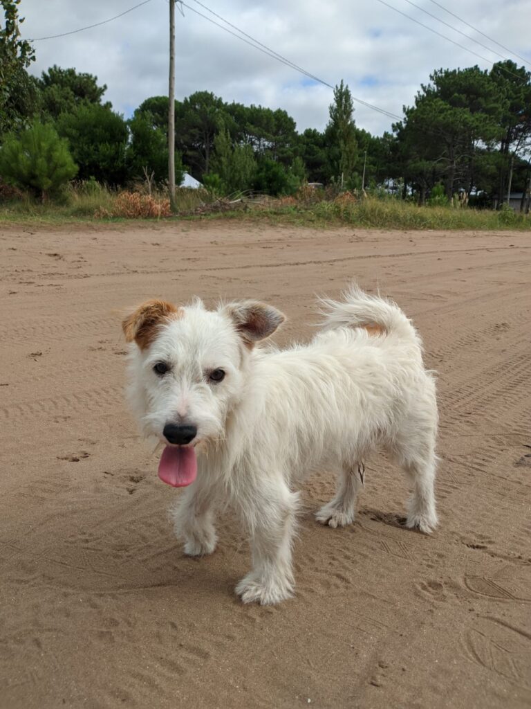 Perro raza Jack Russel