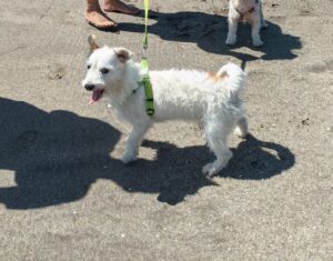 Perro raza Jack Russel en la playa