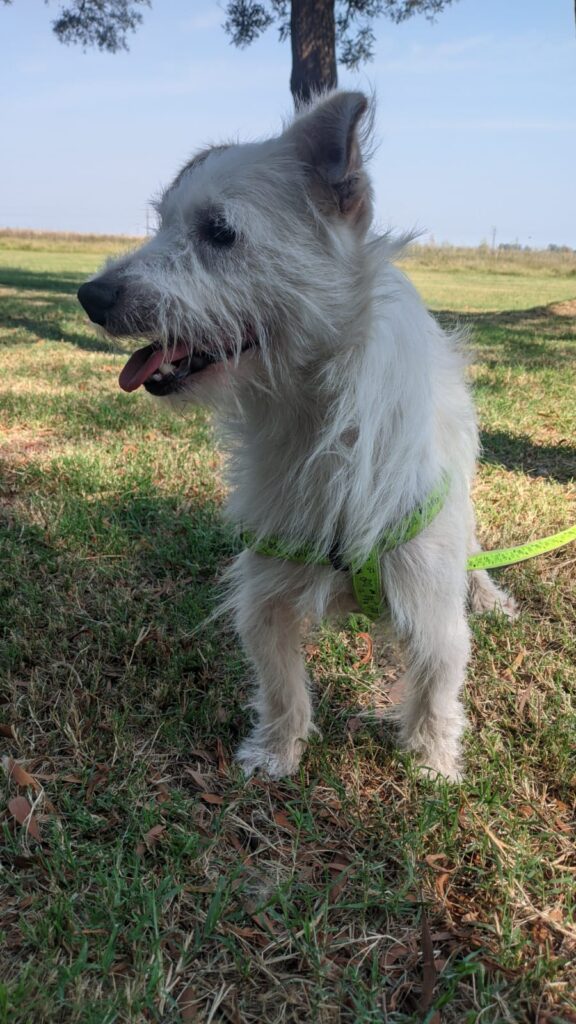 Perro raza Jack Russel