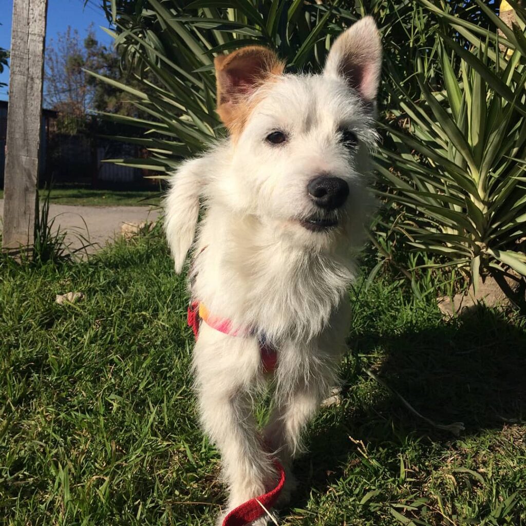 Perro raza jack russel