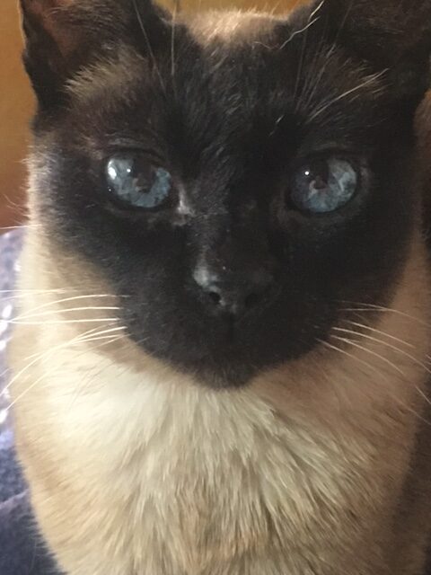 gata siamesa se llama Sofía de ojos azules
