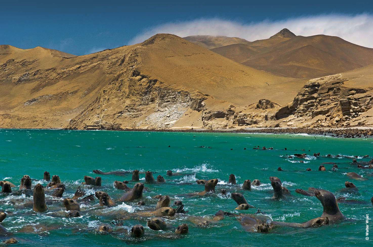 Fauna local Islas Ballestas Paracas Peru