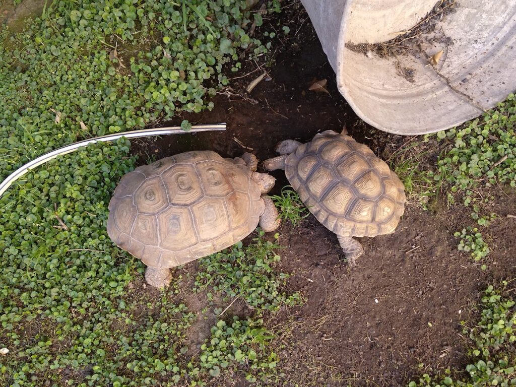 dos tortugas terrestres