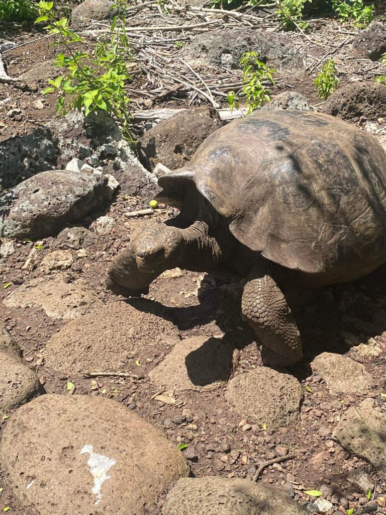 tortuga gigante