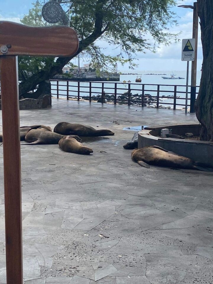 Lobos marinos descansando