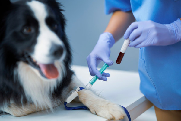 Perro en el veterinario