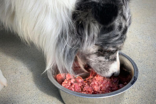 Perro comiendo