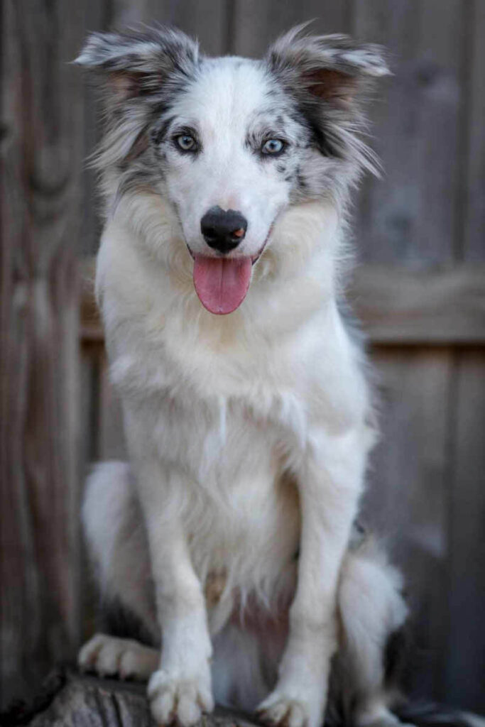 Border Collie gris y blanco