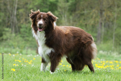 Perro Border Collie marron y blanco de pelo largo.