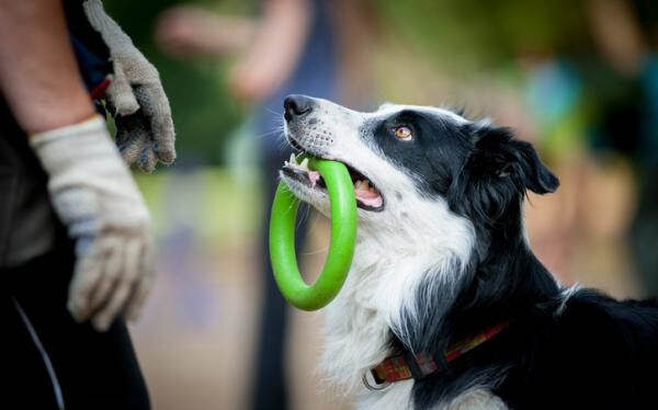 Perro haciendo trucos con un guía