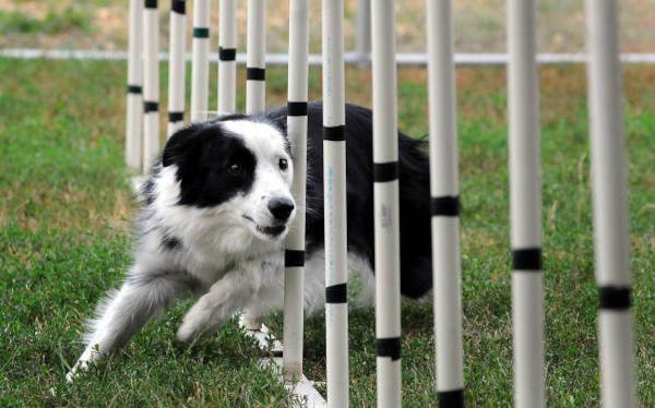 Perro haciendo ejercicios de competencia