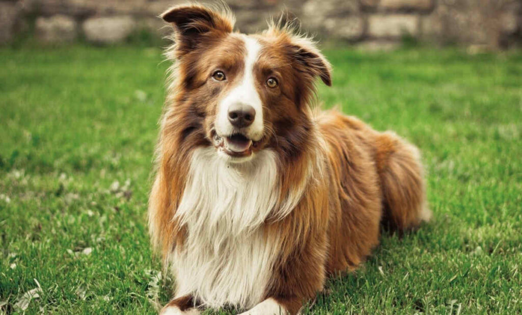 Border Collie marron y blanco