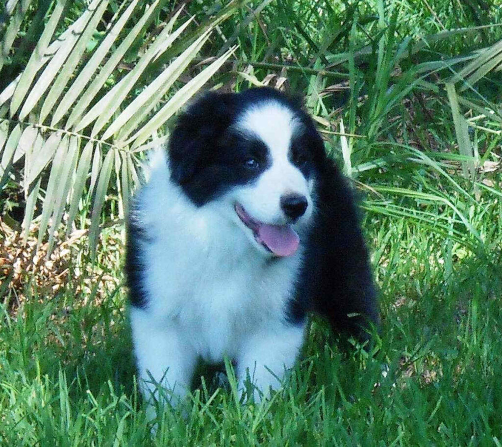 Border Collie cachorro blanco y negro