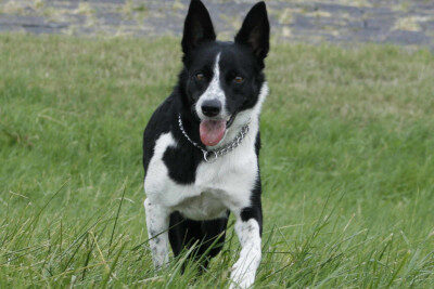 Perro  Border Collie negro y blanco de pelo corto.