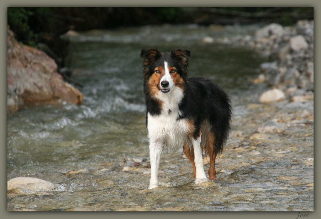 Border Collie marron,negro y blanco