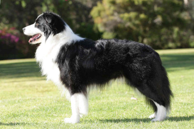 Perro raza Border Collie negro y blanco